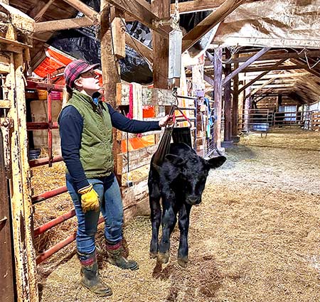 Callie weighing calf