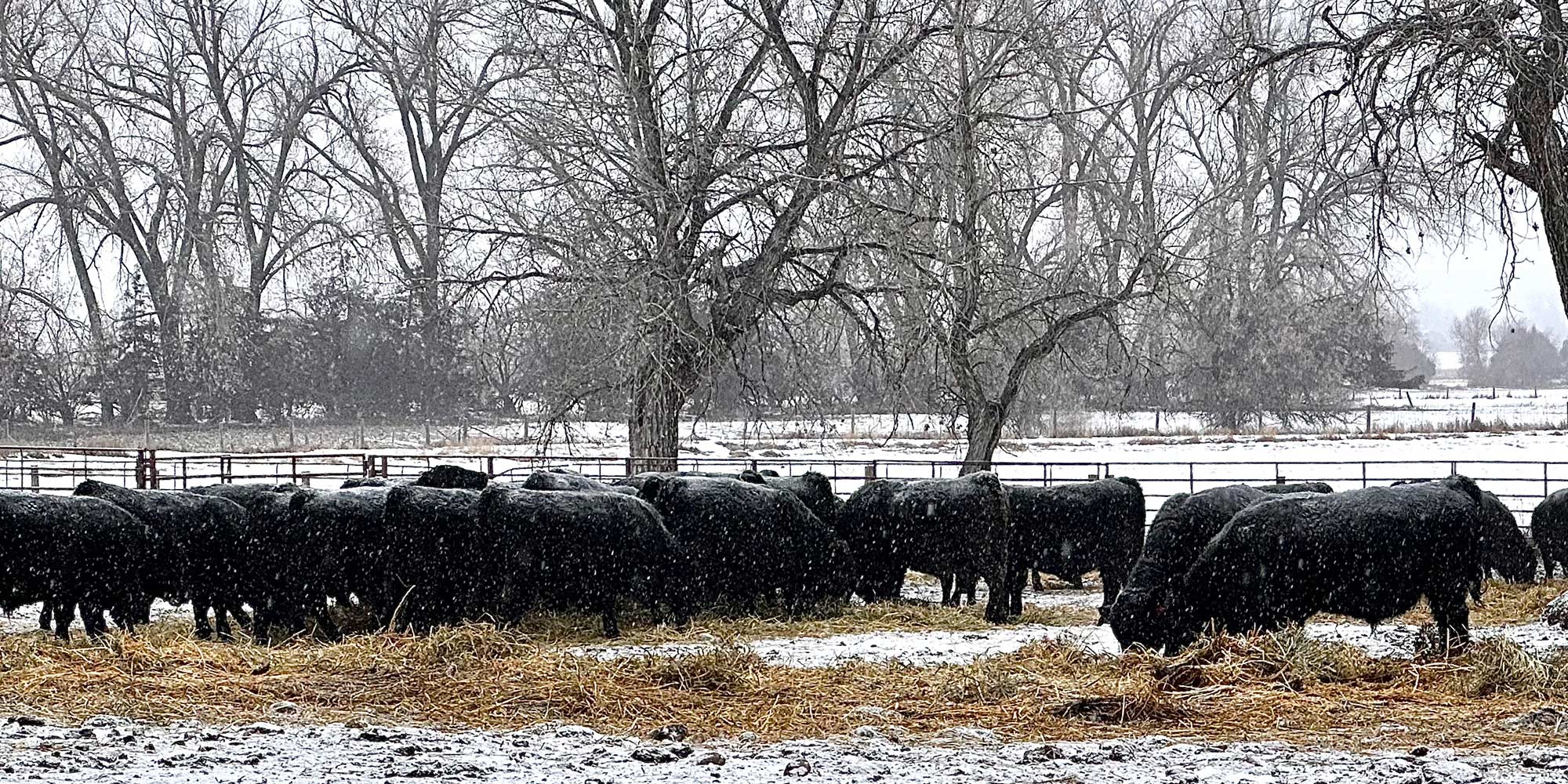 Cows feed bunker snow