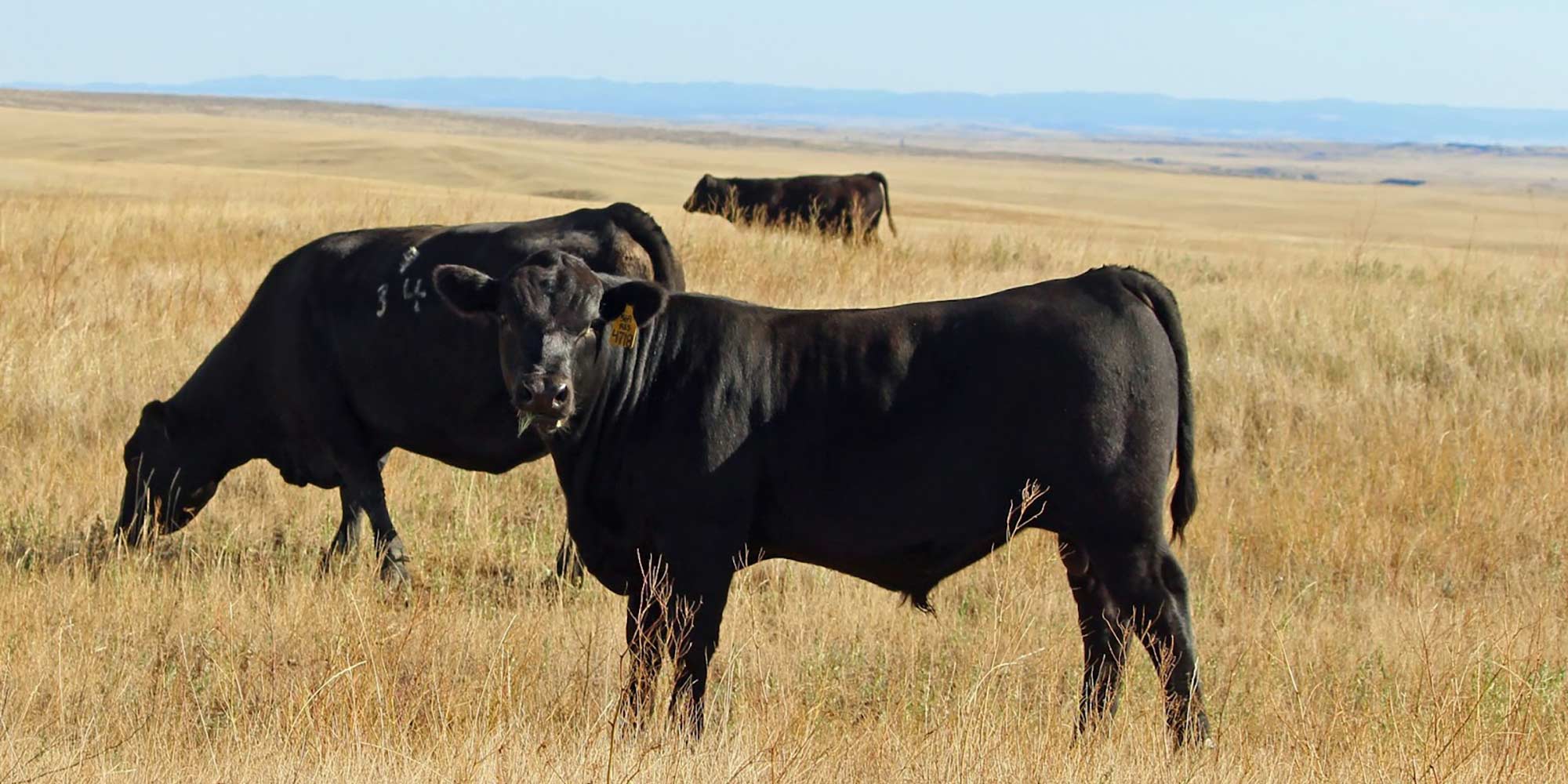 Cows in field