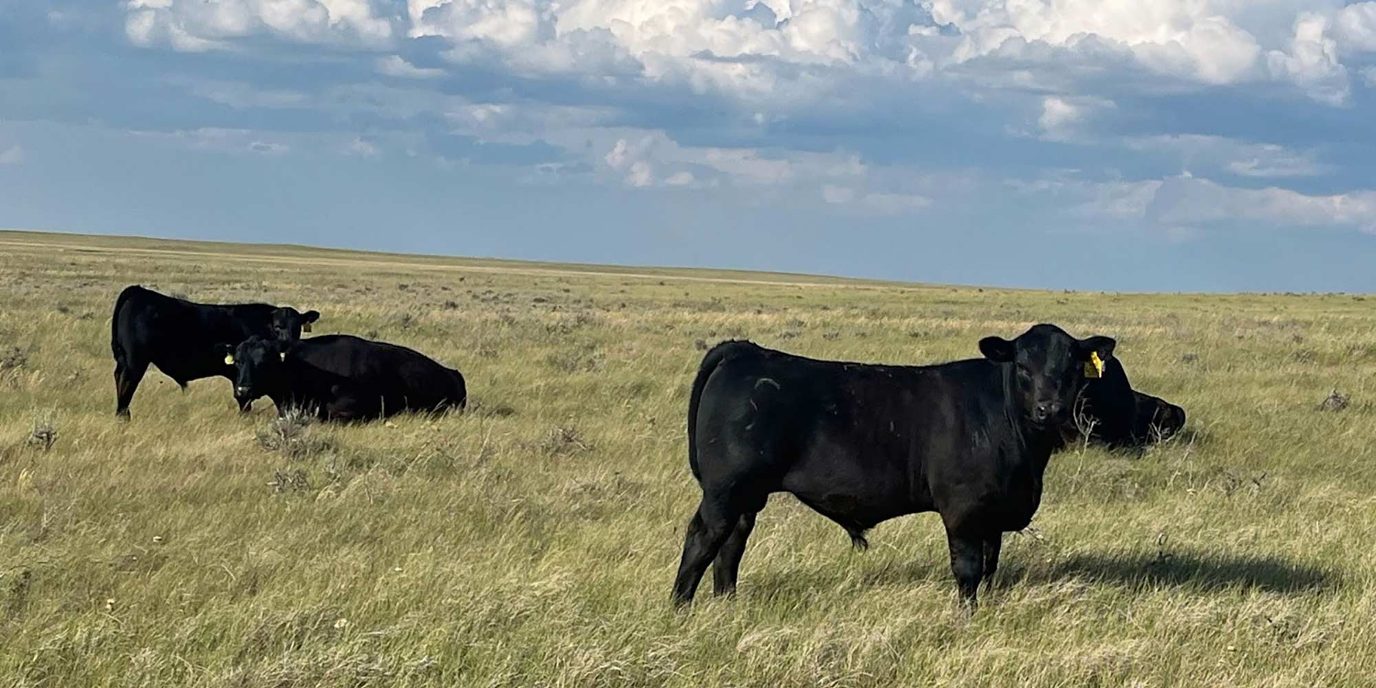 Cows in field