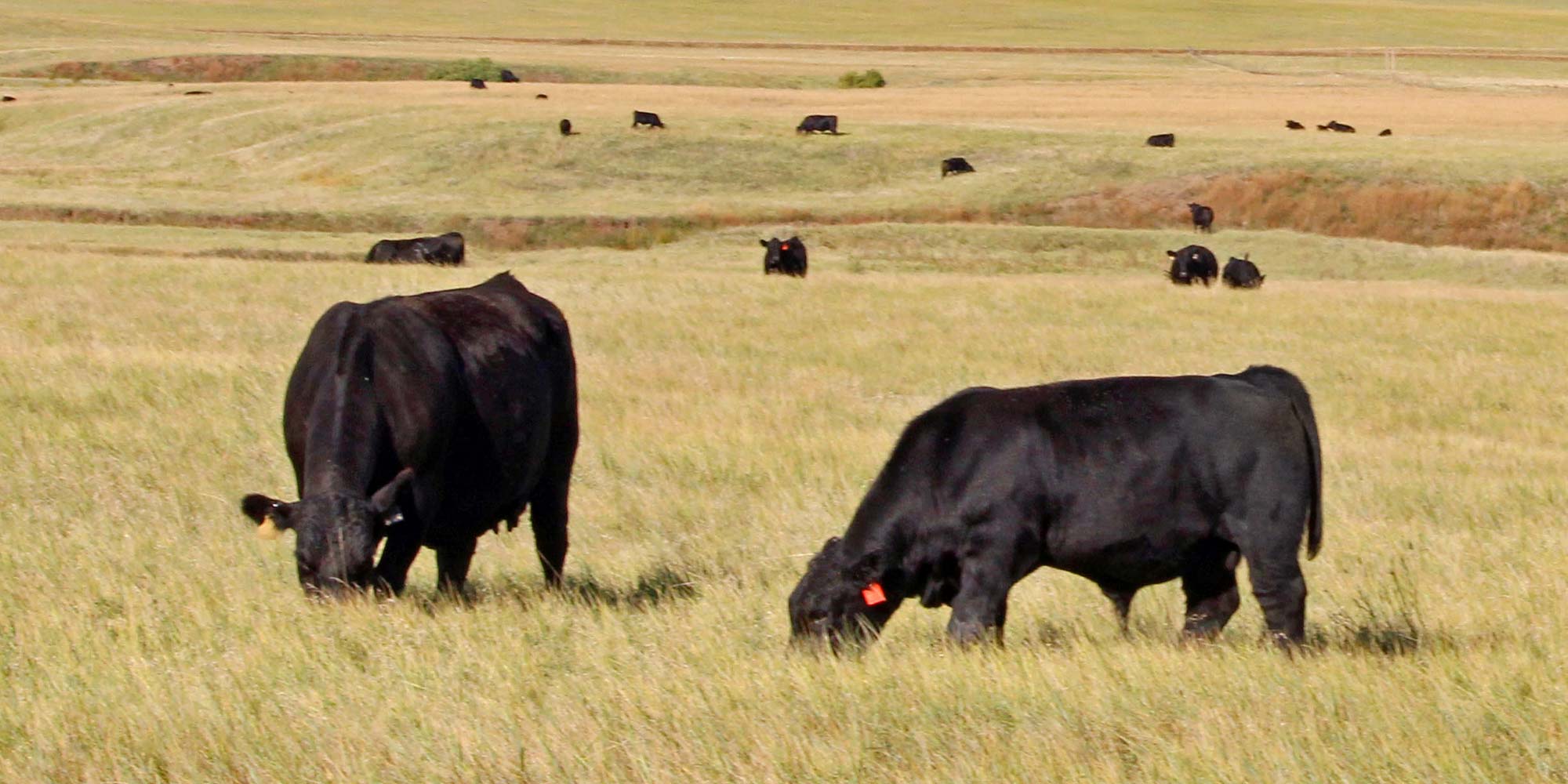 Cow calf in field