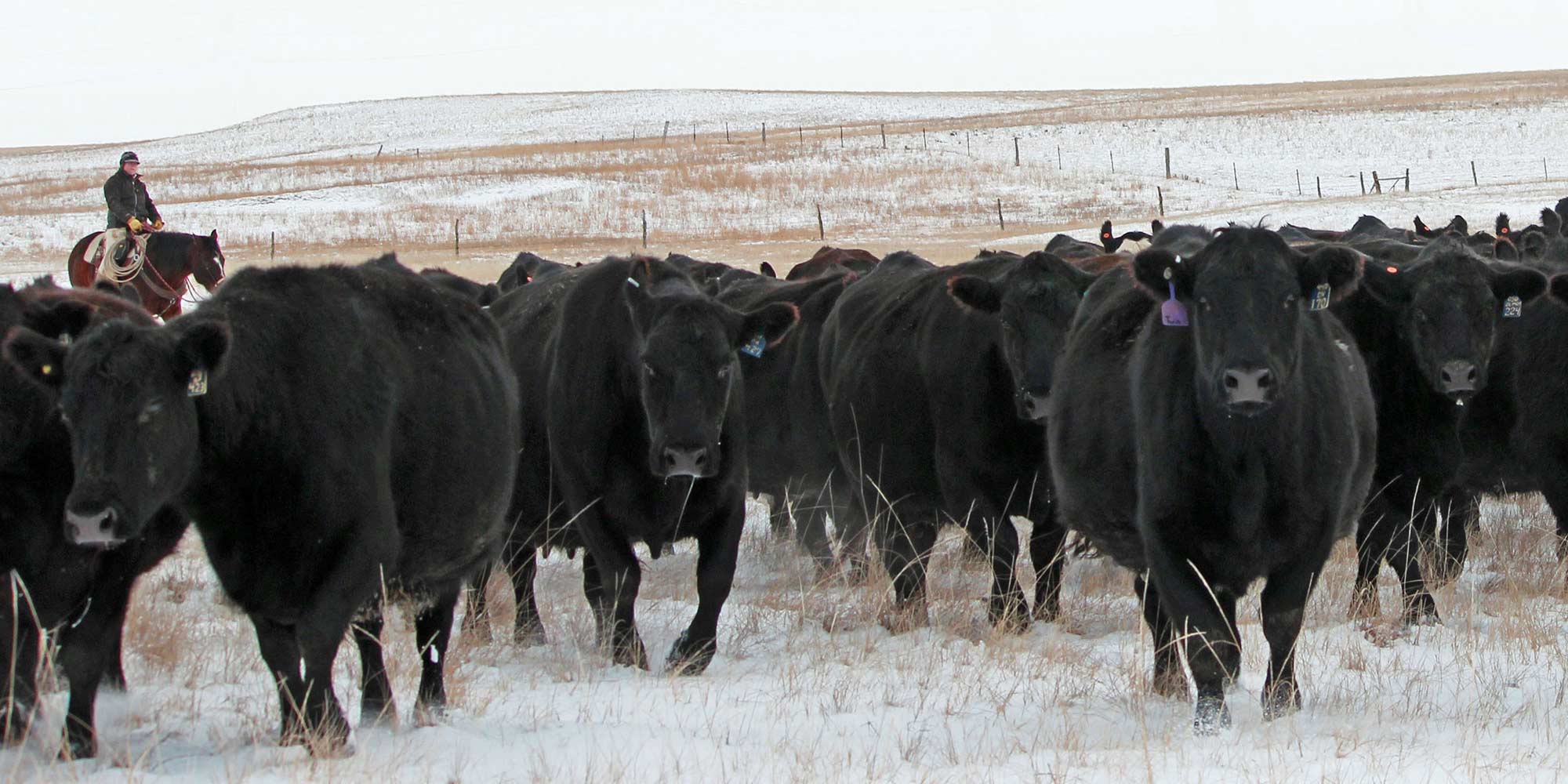 Trailing Heifers