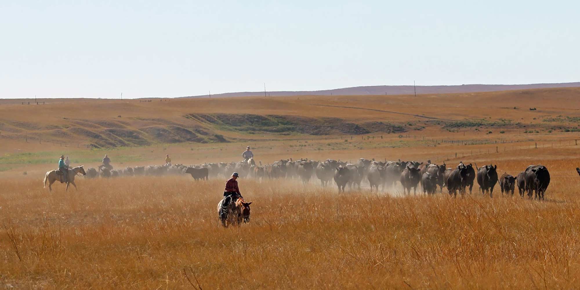 Herding Cattle