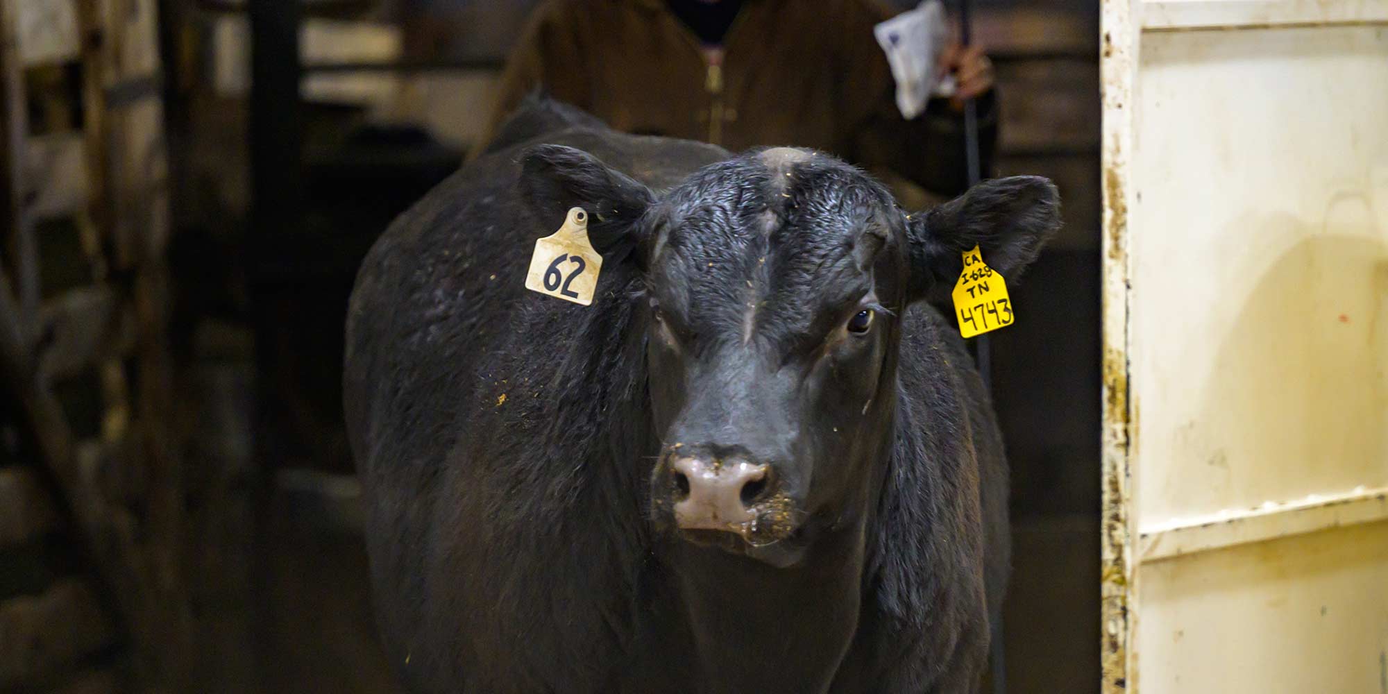 Bull coming into ring
