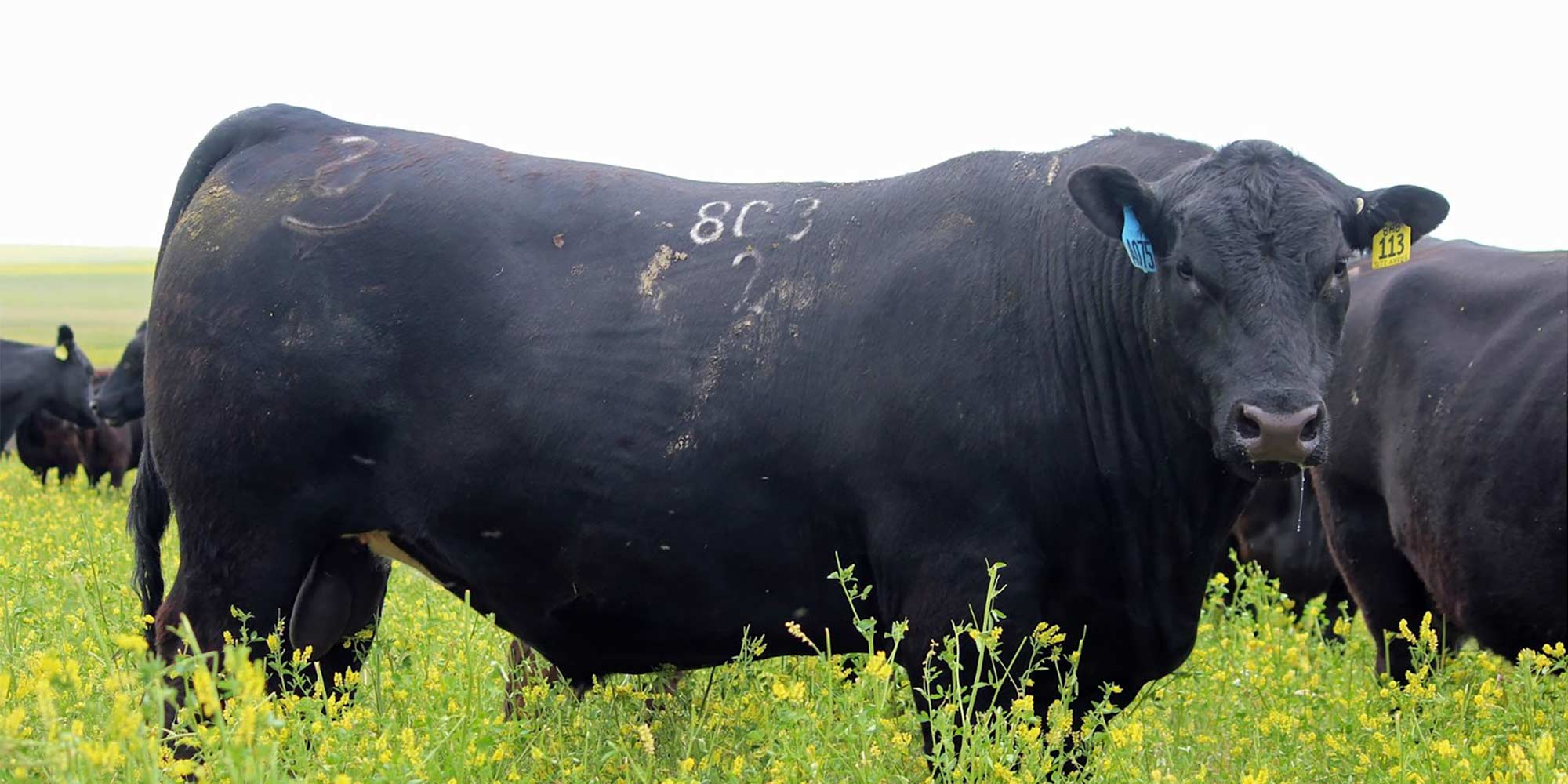 Bull in field closeup