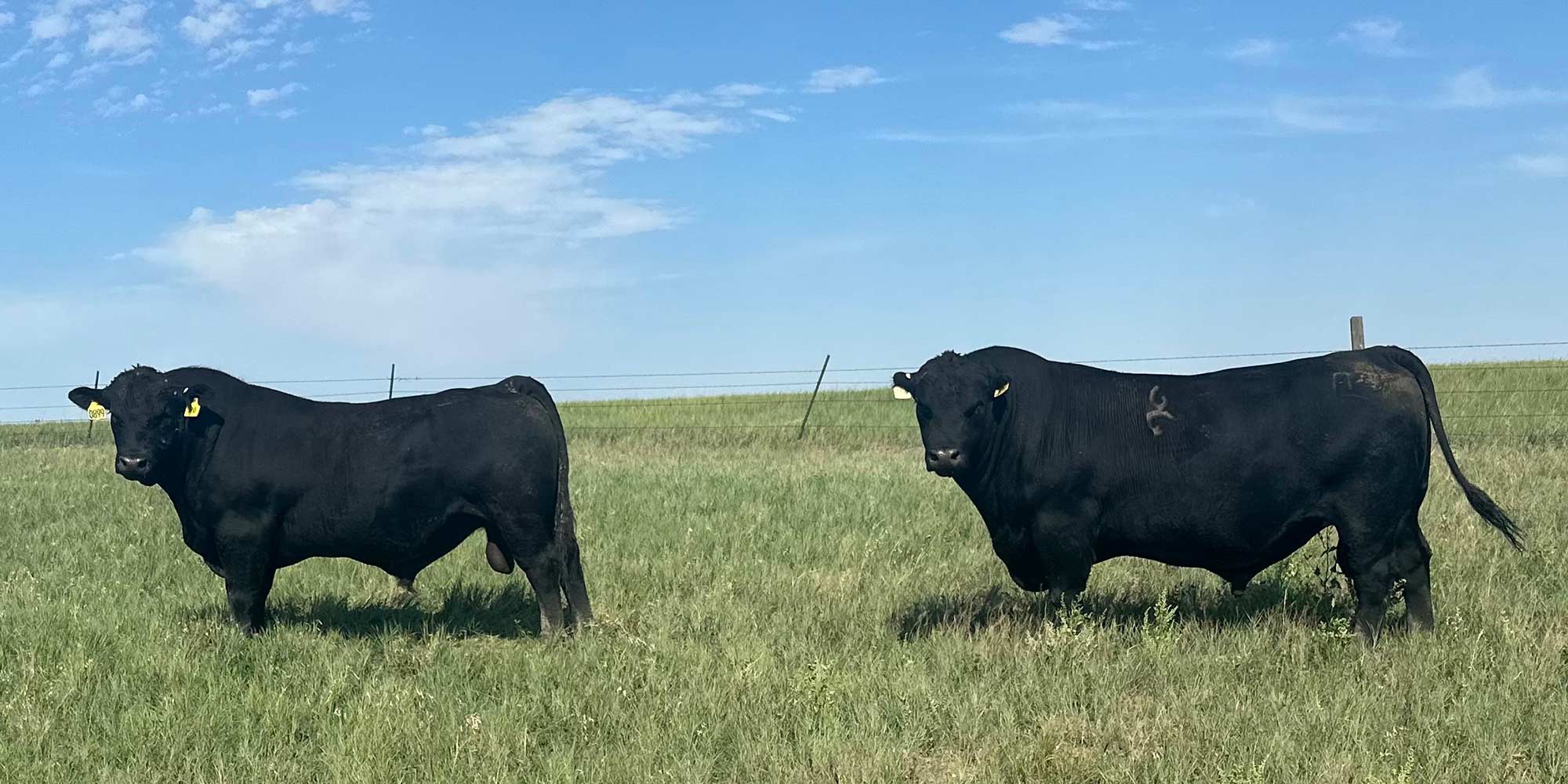 Herd bulls Virtue and Pathfinder